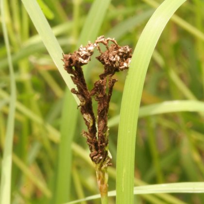 Couch smut (Ustilago cynoditis: Leif Forsberg, Queensland Department of Agriculture and Fisheries